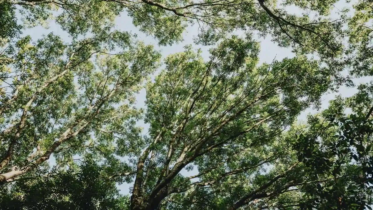 免费观看已满十八岁的电视剧大全资源查找与使用指南