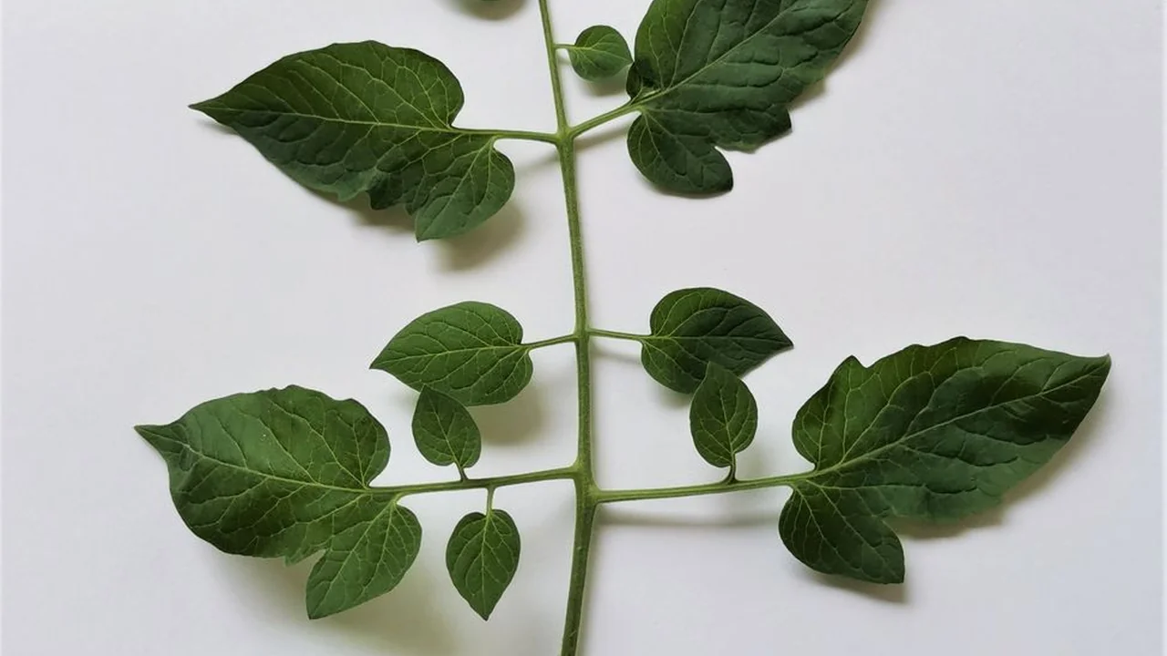 色酷快播是什么软件现在还能正常使用吗