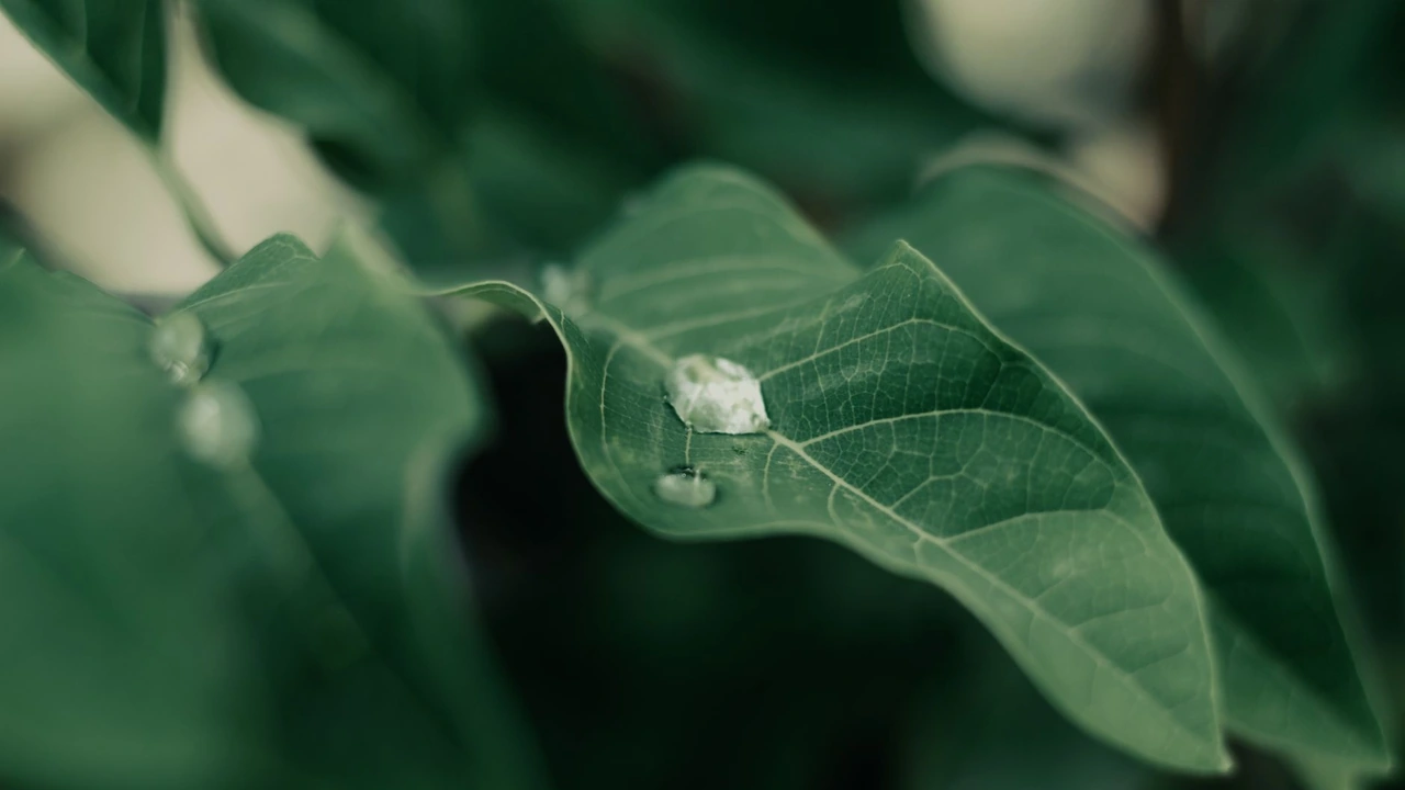 关于17c.c-起草html的工具使用适用需求与常见问题