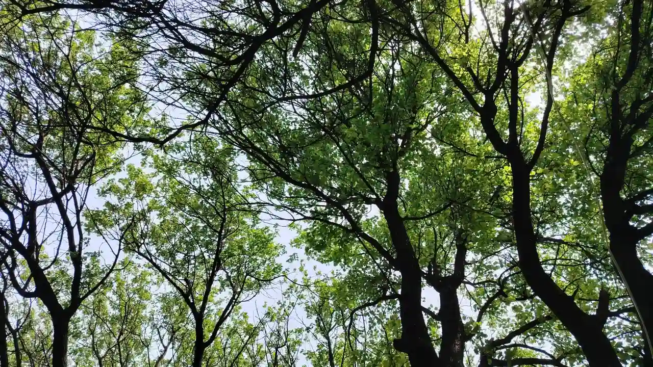 张家来头像